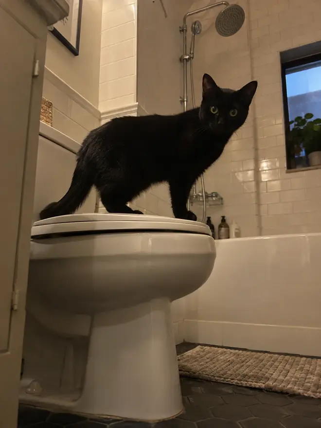 Black cat standing confidently on a closed toilet lid