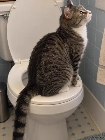 Tabby cat sitting on a toilet seat