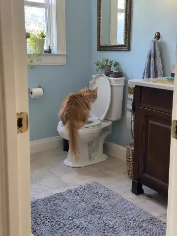 Fluffy orange cat on a toilet