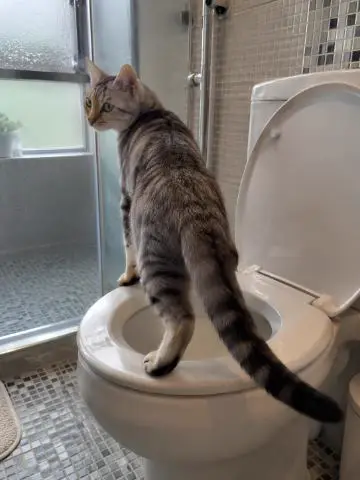 Silver tabby standing on a toilet seat