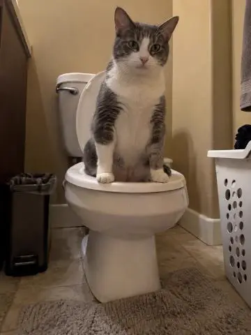 Grey and white cat sitting on a toilet seat