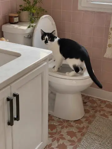 Black and white cat on a toilet seat in a pink bathroom