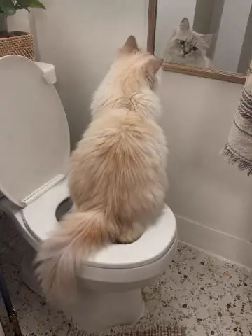 Fluffy cream cat sitting on a toilet seat