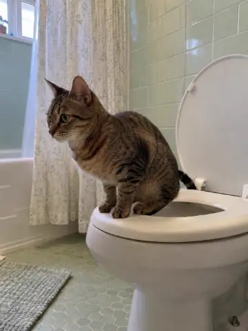 Tabby cat perched on a toilet seat
