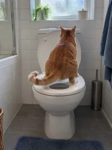 Orange cat on a toilet seat by a window