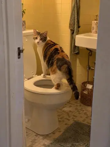 Calico cat standing on a toilet seat
