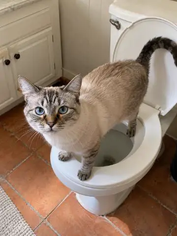 Blue-eyed cat standing on a toilet seat