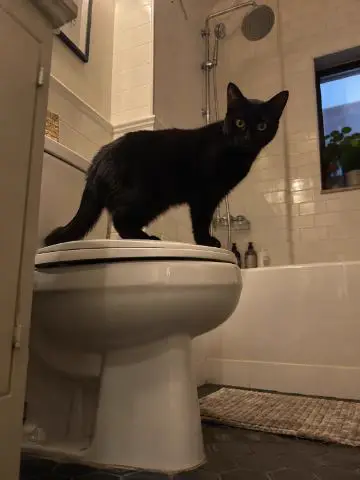 Black cat standing on a closed toilet lid