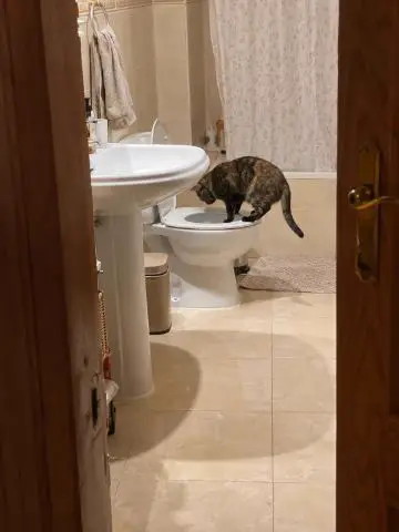 Tortoiseshell cat looking into a toilet bowl