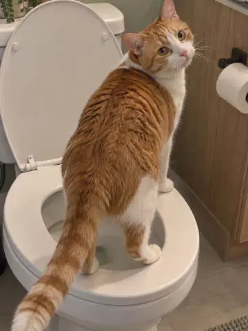 Orange and white cat standing on a toilet seat