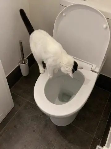 White cat looking into a toilet bowl