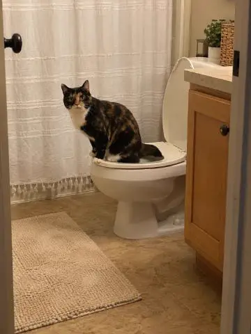 Calico cat sitting on a toilet seat